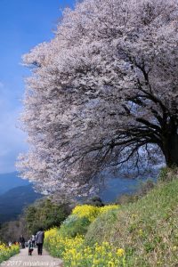 馬場の山桜