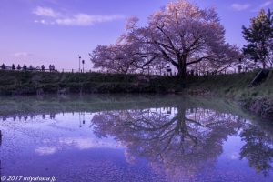 2017年4月14日撮影