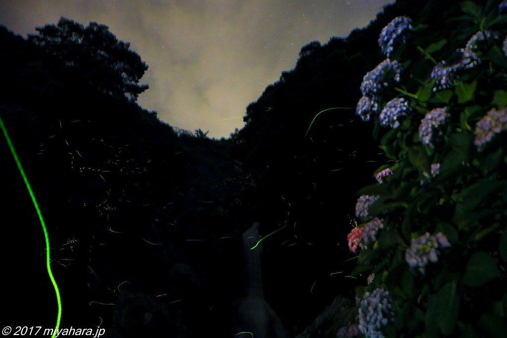 見返りの滝のホタル