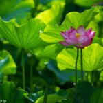 6時過ぎに着いたけど既に沢山の人でした