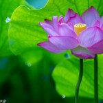 鹿央古代の森に咲く二千年ハス