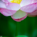 鹿央古代の森に咲く二千年ハス